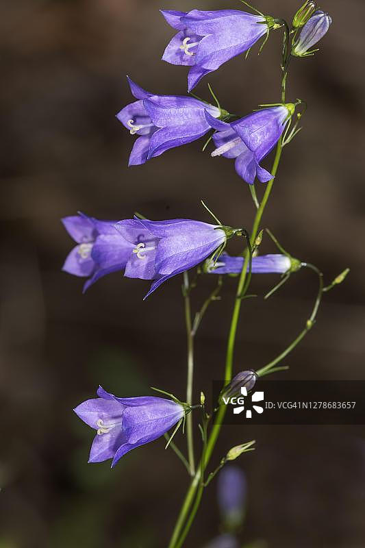 风铃草（Campanula rotundifolia）花序，德国巴登-符腾堡图片素材