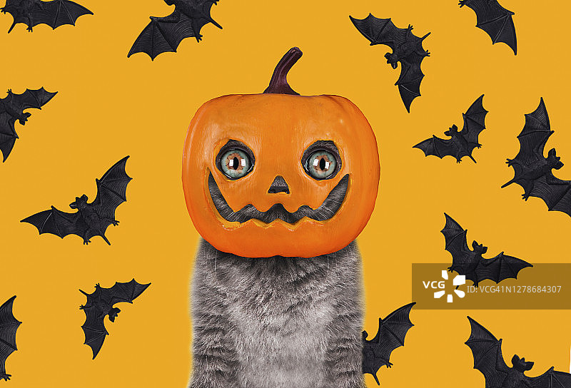 万圣节上的有趣小猫图片素材