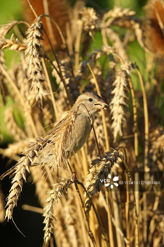 家麻雀（家麻雀）雌性在麦田觅食，德国巴伐利亚阿尔高图片素材