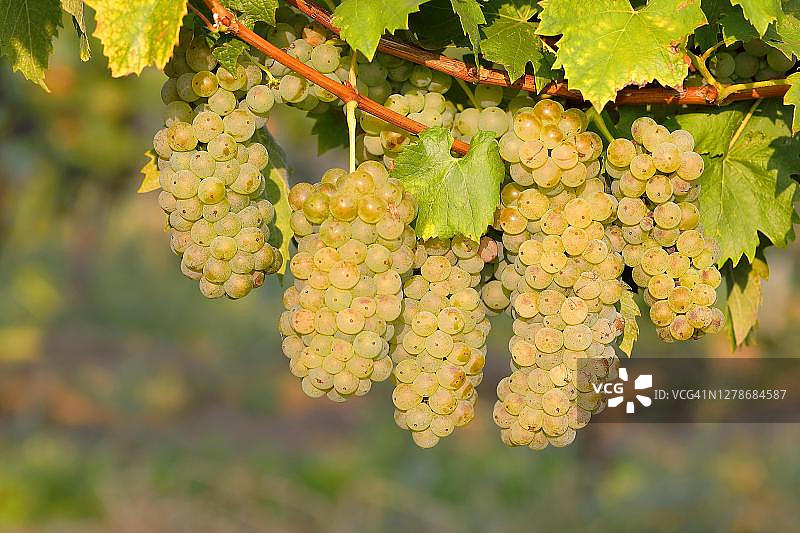 奥地利布尔根兰州诺伊齐德尔湖国家公园的威尔士雷司令葡萄图片素材