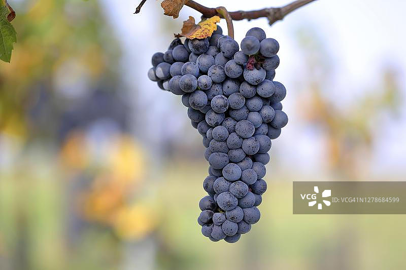 奥地利布尔根兰州红葡萄图片素材