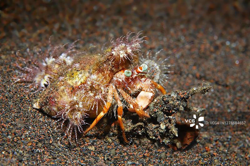 印度尼西亚巴厘岛的寄居蟹和海葵图片素材