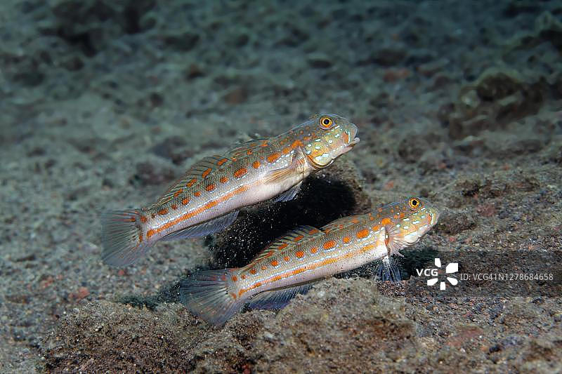 橙斑栉虾虎鱼，印度尼西亚，印度洋-太平洋图片素材