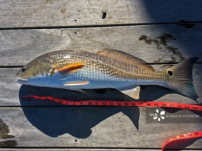 红鱼、阴影、胶带图片素材