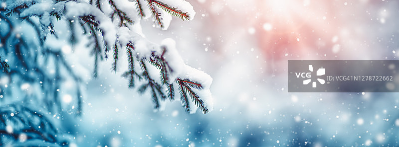 降雪时，冬季仙境森林中被雪覆盖的杉树图片素材