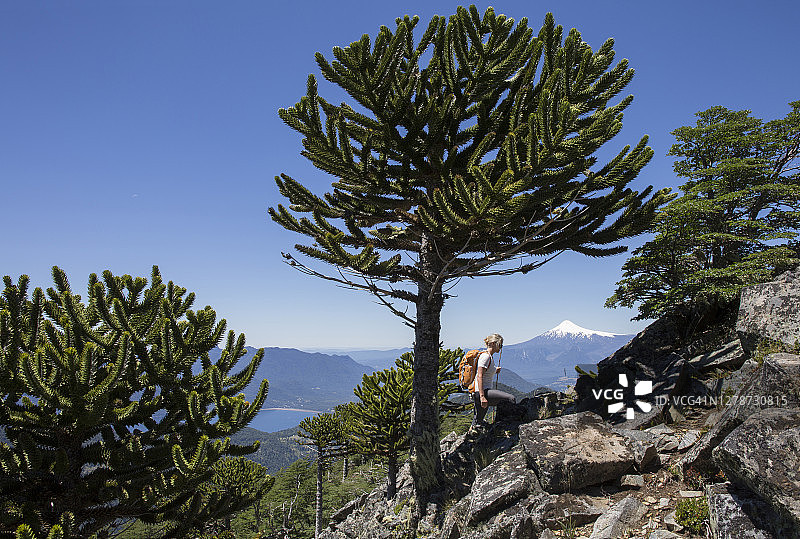 在岩石山脊上徒步的女人，周围是猴谜树图片素材