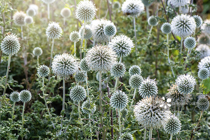 蓝刺头球状夏花图片素材