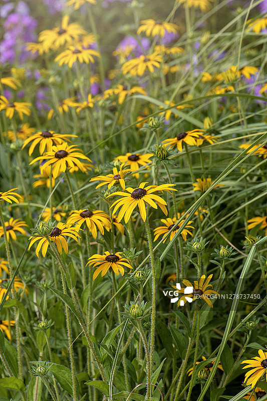 金光菊图片素材