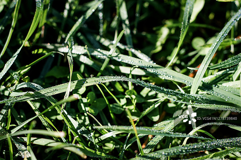 清晨草地露珠特写自然背景图片素材