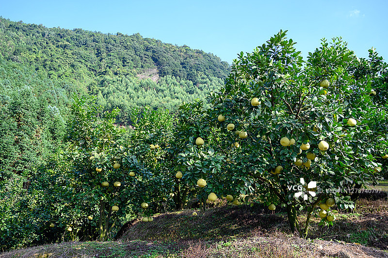 果园里葡萄柚树上的葡萄柚图片素材