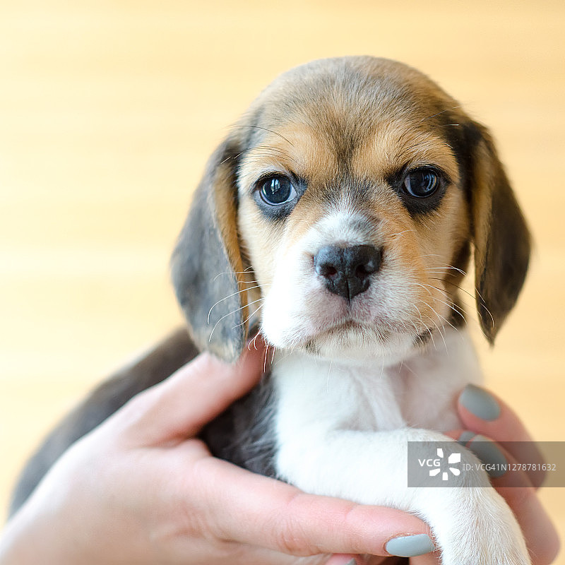 小猎犬幼犬图片素材