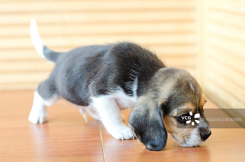 小猎犬幼犬图片素材