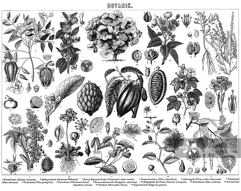 植物学古老雕刻插图图片素材