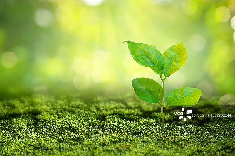 在晨光下种植幼苗图片素材