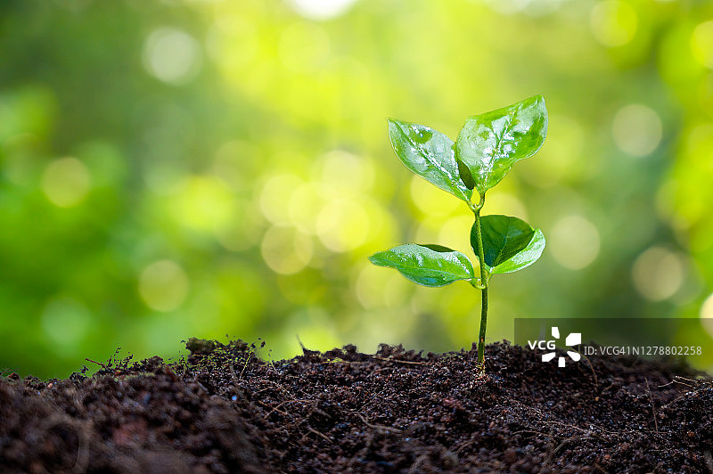 在晨光下种植幼苗图片素材