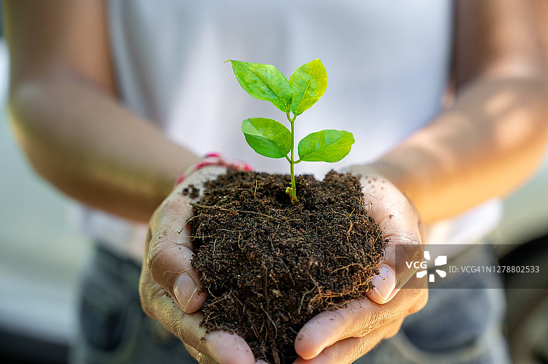世界地球日：手中生长的小树苗，绿色背景，女性在自然田野草地森林中手捧树木，环保概念图片素材
