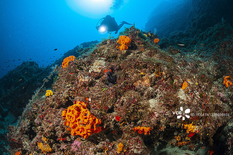 水肺潜水：探索和欣赏珊瑚礁海洋生物水上运动，潜水员视角与海扇珊瑚图片素材