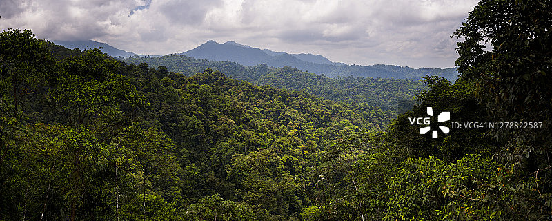 厄瓜多尔乔科雨林：南美洲厄瓜多尔钦查省的马什皮云雾森林图片素材