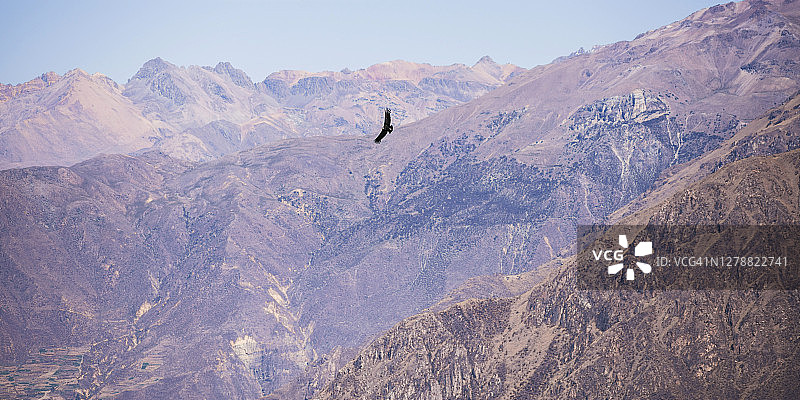 在秘鲁科尔卡峡谷附近的秃鹰观景点飞行的安第斯神鹫图片素材