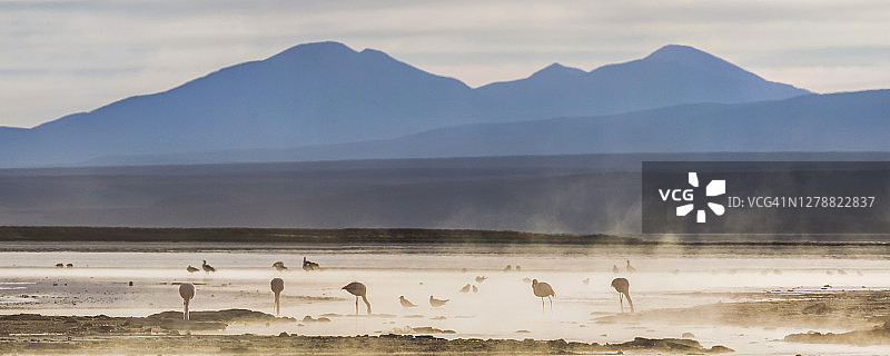 玻利维亚高原查尔维里盐湖地热区日出时分的火烈鸟图片素材