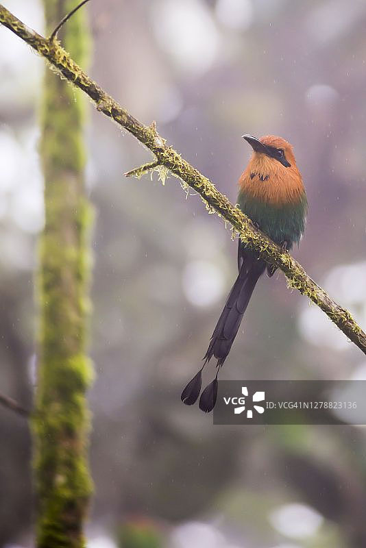 厄瓜多尔乔科雨林中的鸟类，位于南美洲厄瓜多尔皮钦查省马什皮云雾森林区图片素材