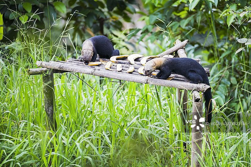 厄瓜多尔乔科雨林云雾森林中的美洲锥蝽图片素材