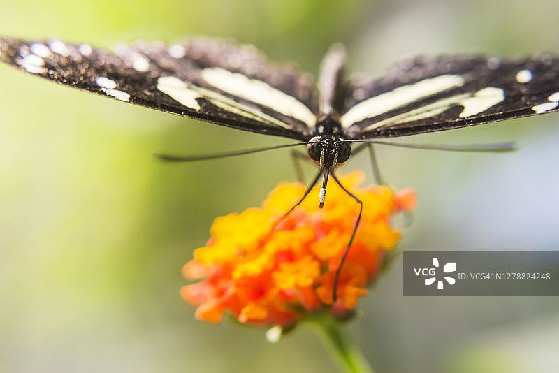 厄瓜多尔乔科雨林马什比云雾森林的蝴蝶图片素材