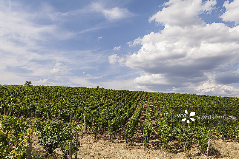 勃艮第葡萄园图片素材