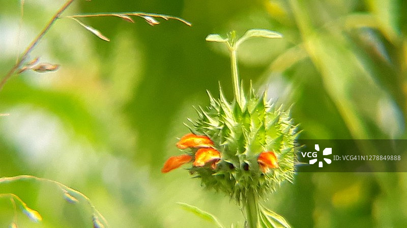 地球某处的野花图片素材