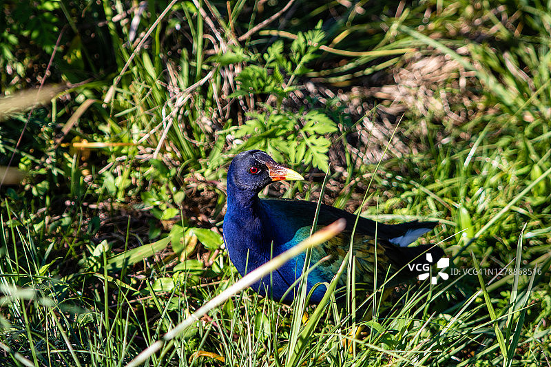 紫水鸡图片素材