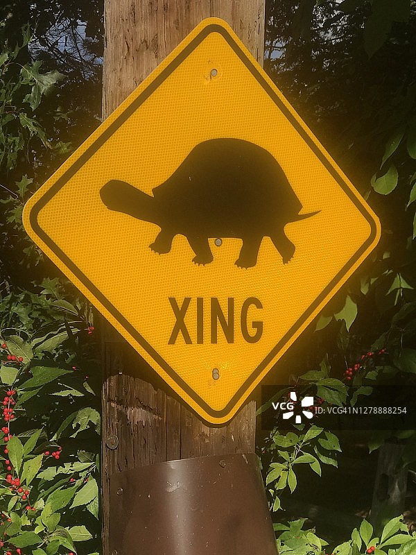 乌龟过马路图片素材