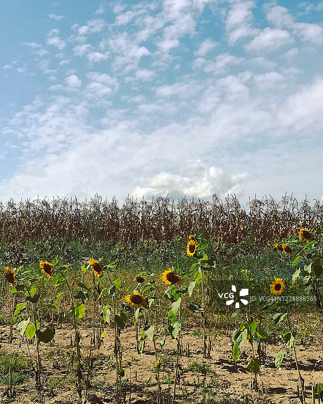 短暂的秋天图片素材