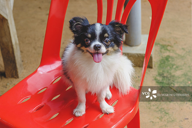 站在红色座位上的吉娃娃犬的画像图片素材