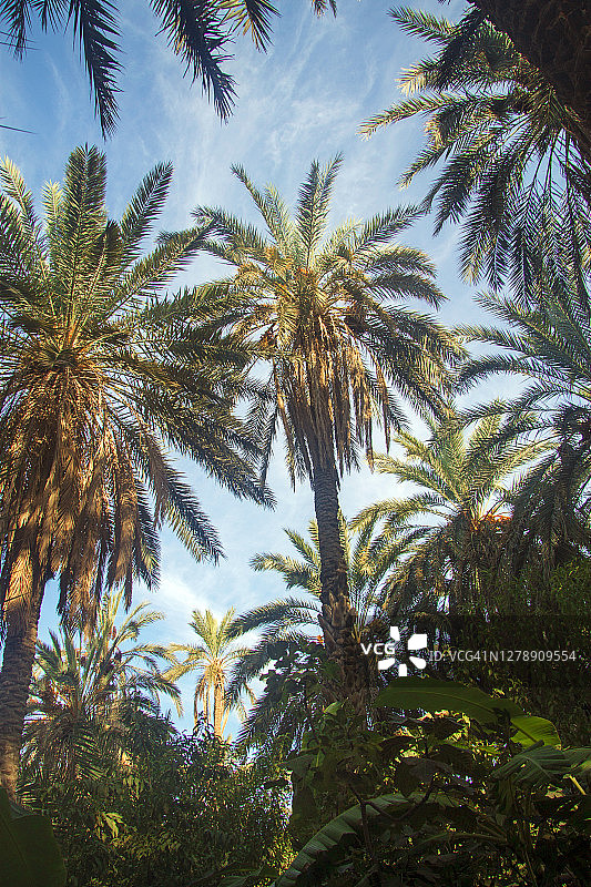 绿洲中结满果实的海枣树，蓝天白云图片素材