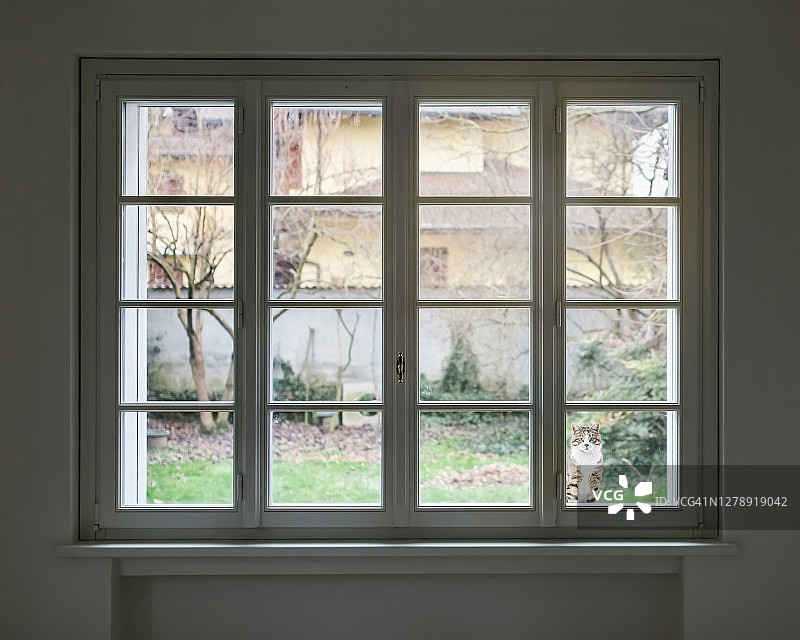 坐在窗台上向屋内窥视的虎斑猫图片素材