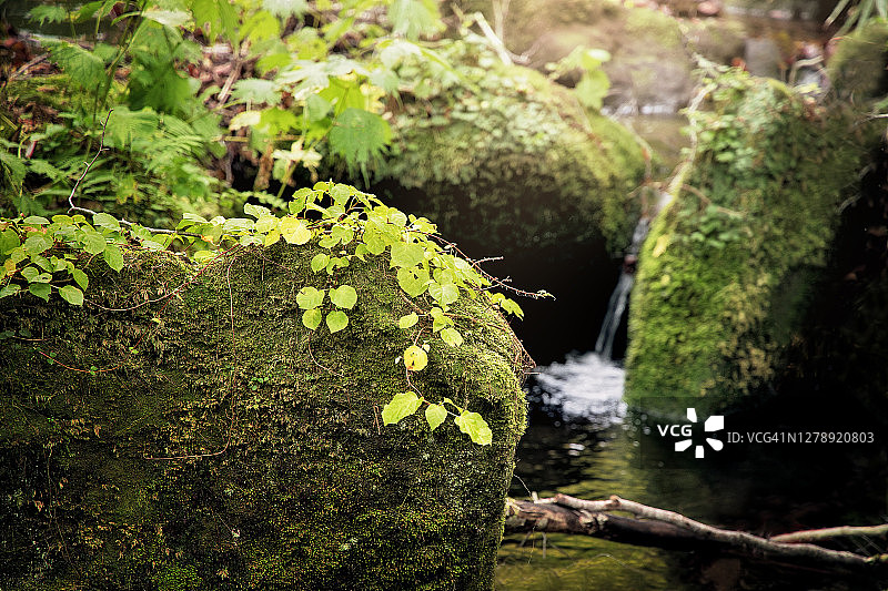 溪边岩石上生长的植物和苔藓特写图片素材
