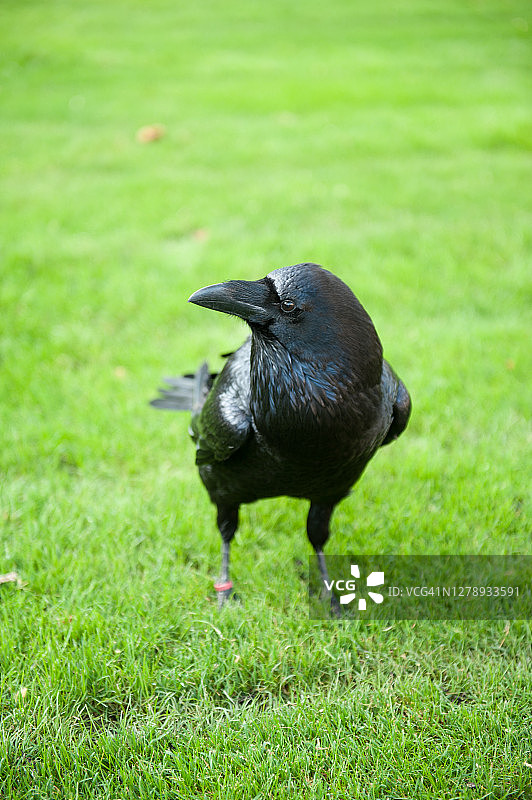 站在草地上的乌鸦图片素材