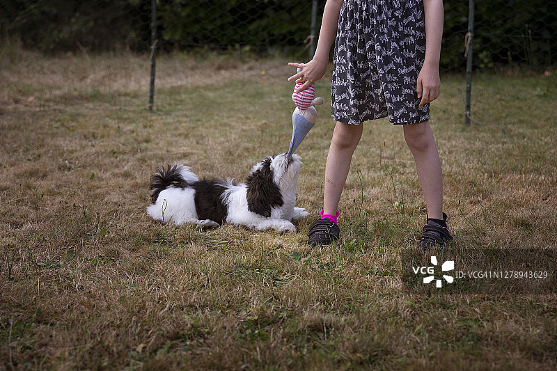 黑白小狗拉扯儿童手中的毛绒玩具图片素材