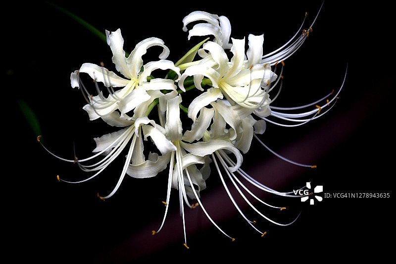 夜晚的白色石蒜花图片素材