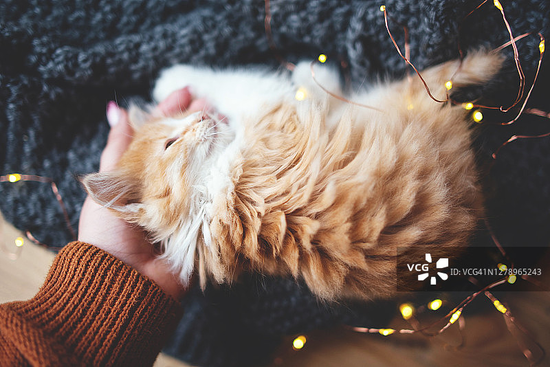 女人轻抚熟睡的姜色小猫图片素材