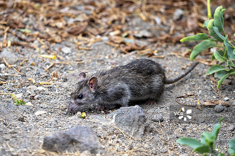 在田野地上的老鼠图片素材