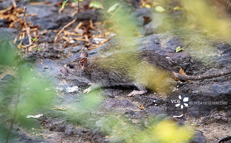 在田野地上的老鼠图片素材
