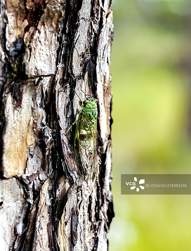 蝉，绿蟴蝉图片素材