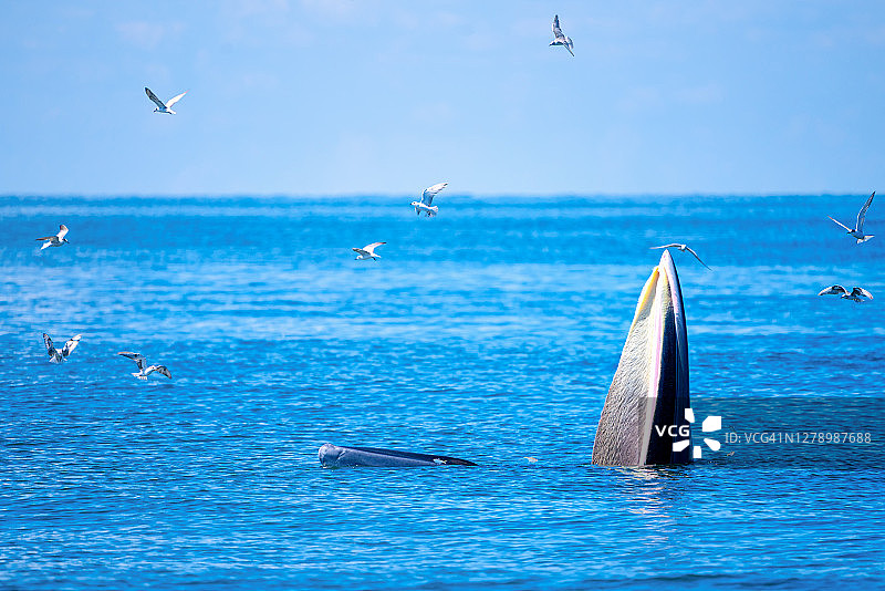 布氏鲸跃出海面，周围有许多海鸥图片素材