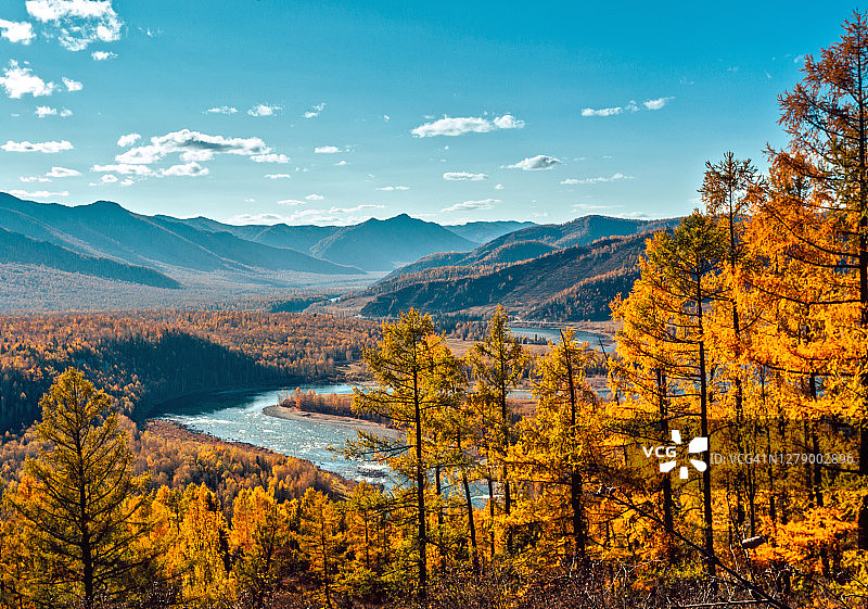 俄罗斯西伯利亚，阳光明媚的阿尔泰山金色秋季风光，卡通河图片素材