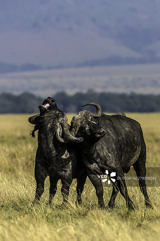 两头水牛打架图片素材