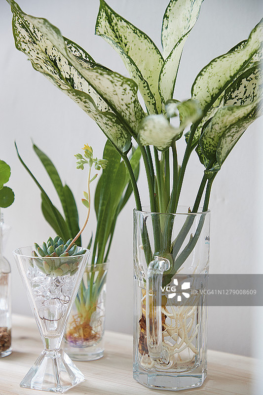 雪 sapphire 万年红植物图片素材