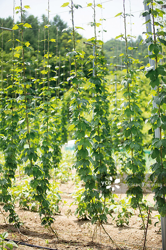 啤酒花农场图片素材