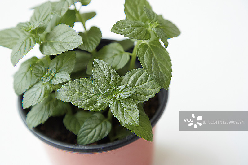 苹果薄荷图片素材