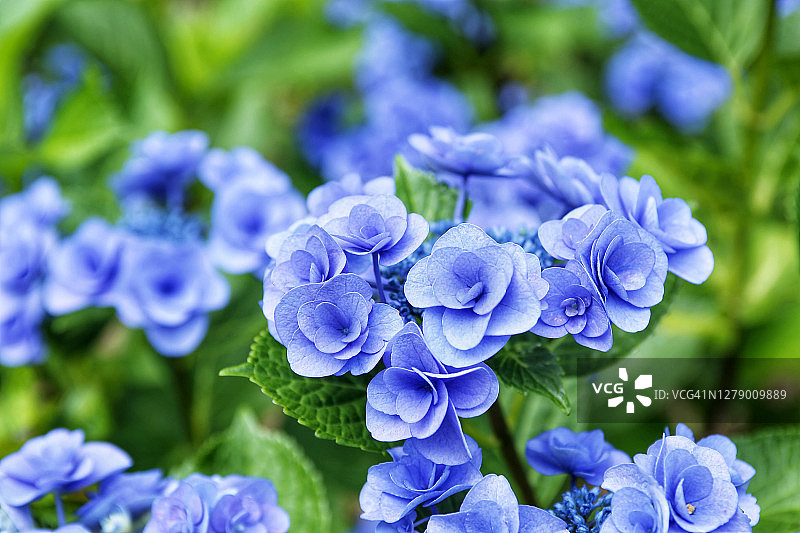 韩国高城郡万花方草的绣球花图片素材